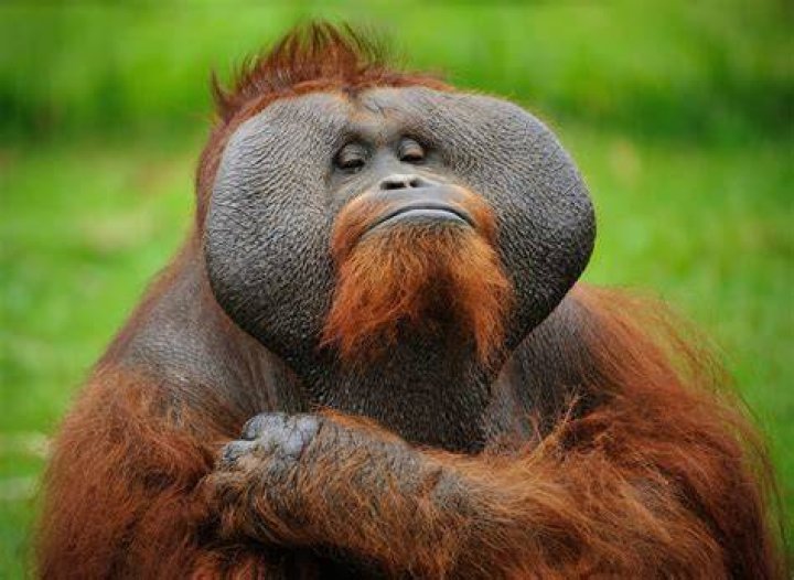 22 Funny Monkey Pictures to Make You Laugh Reader's Digest