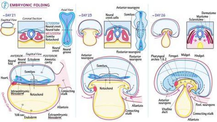 Anatomy and embryology of the laboratory rat by Hebel, Rudolf and