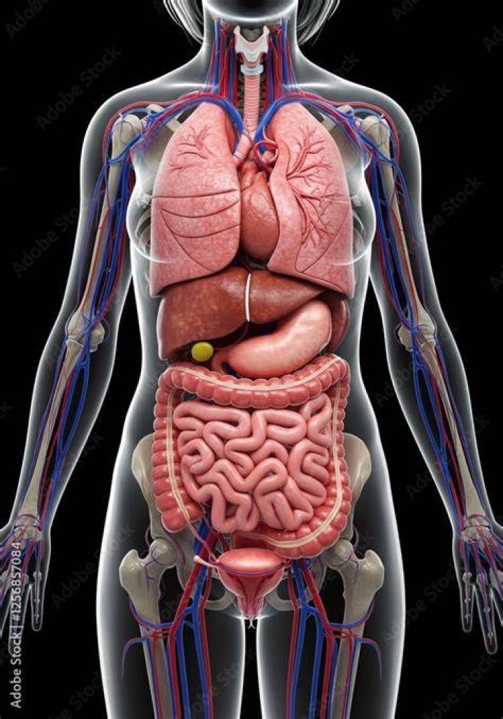 Anatomy Of Internal Organs Female Internal Female Organs Image