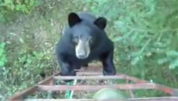 Bear Climbs into Tree Stand with Hunter! YouTube