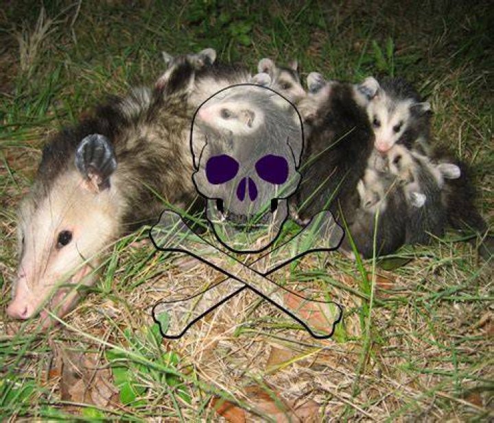 Best Possum Poison