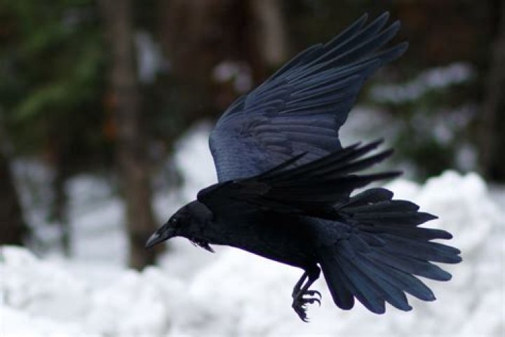 Birdwatchers reveal return of ravens to Scotland's urban areas as
