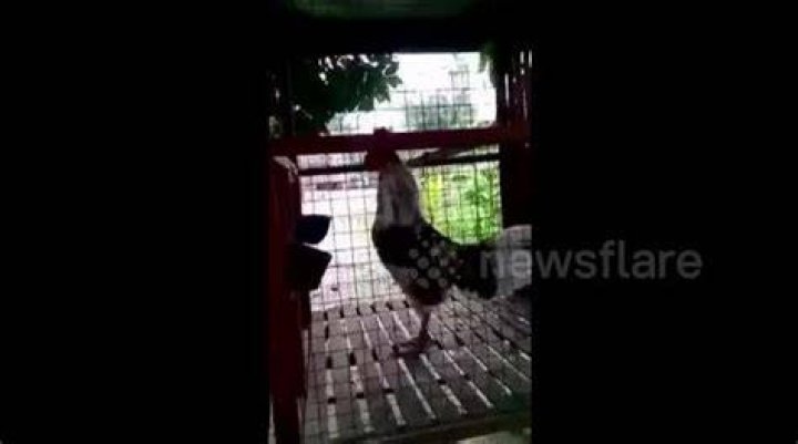 Caged rooster laughs like a human video Dailymotion