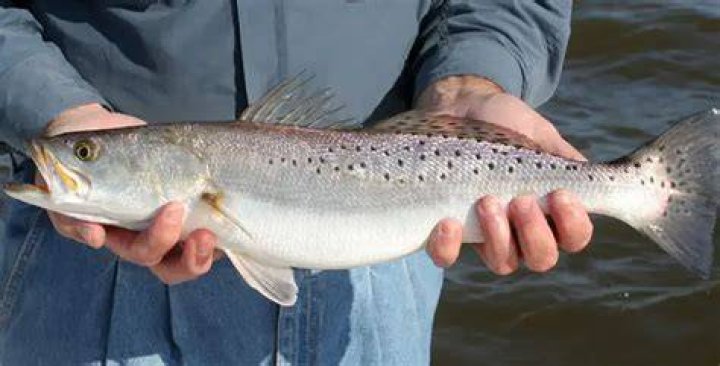 CCA North Carolina Speckled Trout Length at Age