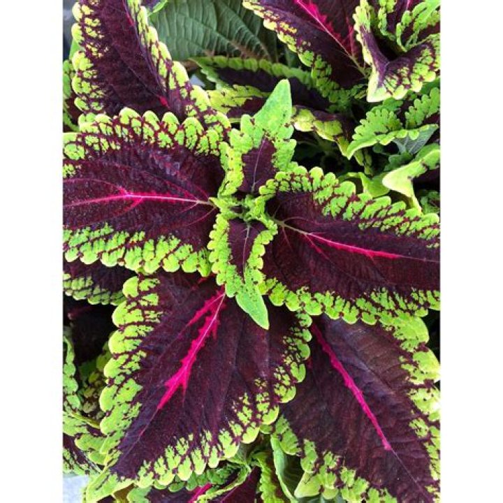 Coleus Alligator Tears 4 inch pot Flora Conservancy of Forest Park