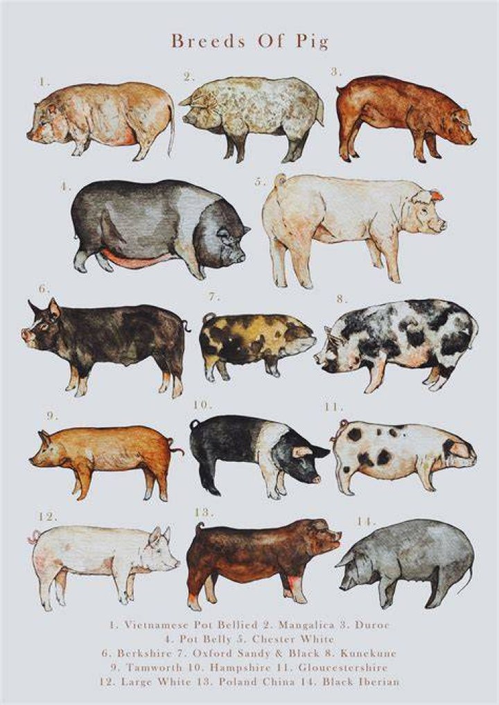 Common Breeds of Pigs Animals mom.me