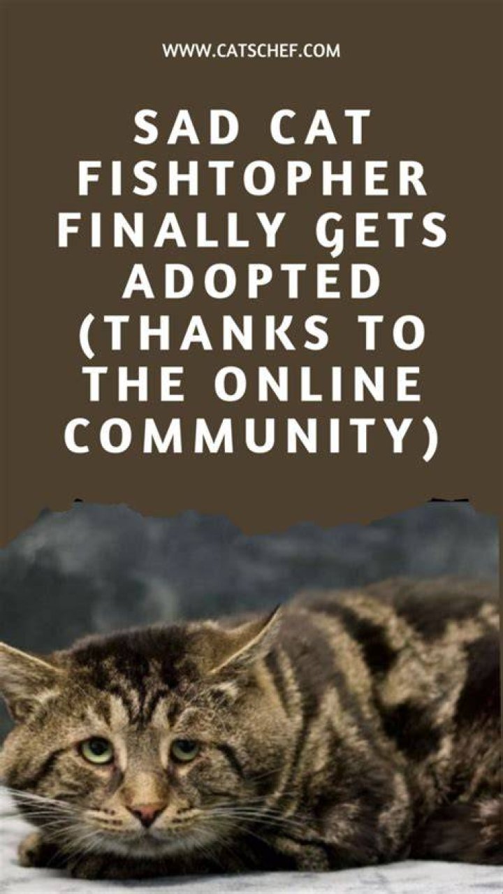 Every Cat Gets Adopted Thanks To TikTok Video