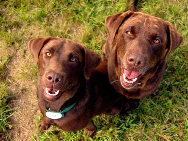 FileLabrador Retrievers chocolate look up.jpg Wikimedia Commons