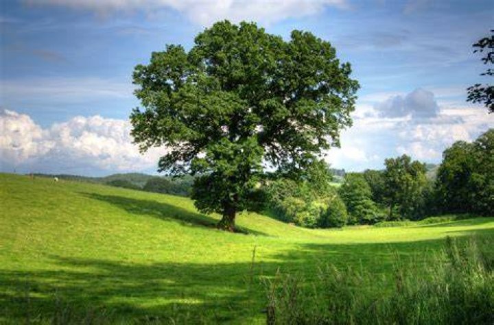 Free Images landscape, tree, grass, architecture, sky, lawn, mansion