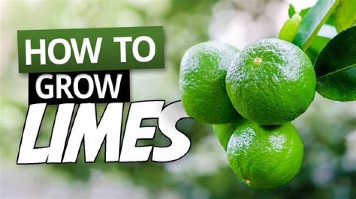 From Seed To Citrus: The Joy Of Growing Limes From Seed