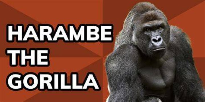 Harambe or not harambe! /spuːfIT/