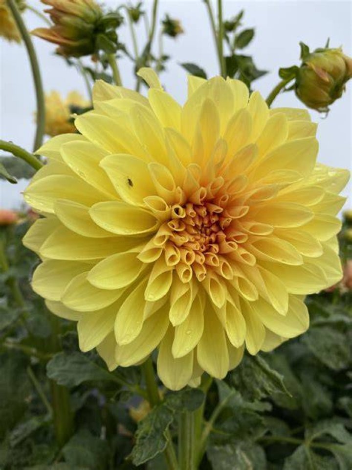 Mary Lou Kaeli's Dahlias