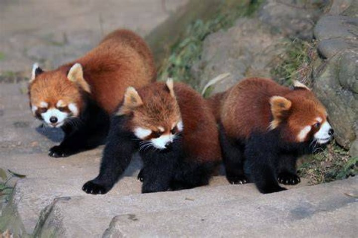Red Pandas &middot; Free Stock Photo
