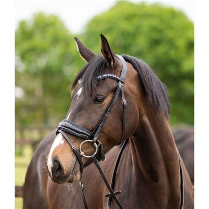 SD&reg; Las Vegas bridle. Black.