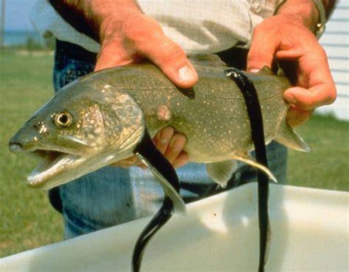 Sea lamprey around Lake Erie threaten Ohio's premier steelhead trout