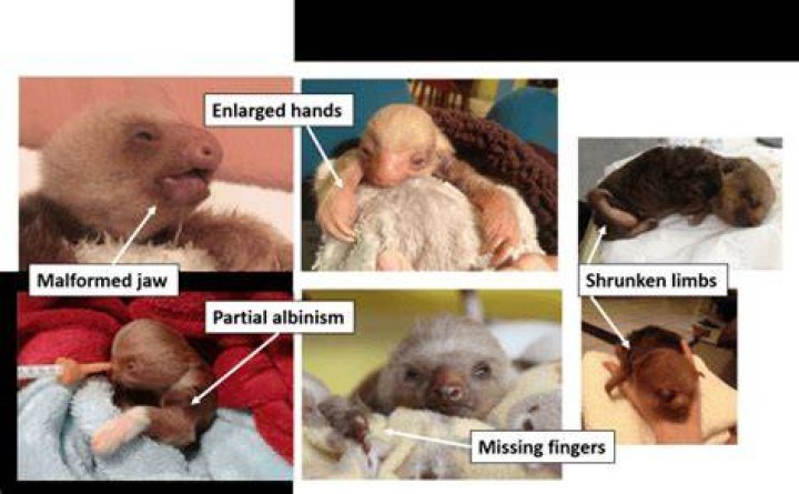 Sloth Deformities A Study The Sloth Conservation Foundation