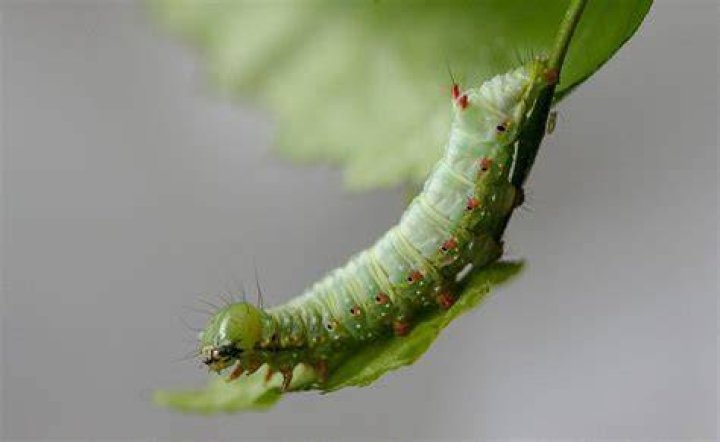 The CATERPILLAR SPIRIT ANIMAL Ultimate Guide (Meanings & Symbolism)
