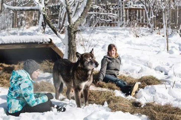 The Grey Wolf Sanctuary of Haliburton Forest Adventure Travel Blog