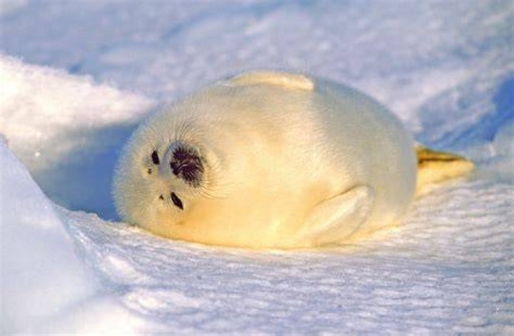 What Is Baby Seal In French faddiy