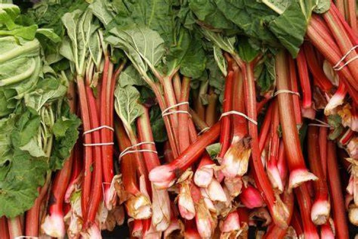What is the &ldquo;Barbara&rsquo;s Rhubarb Bar&rdquo; song on TikTok? Viral rap turns